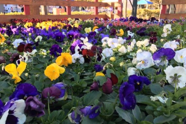 a vase filled with purple flowers