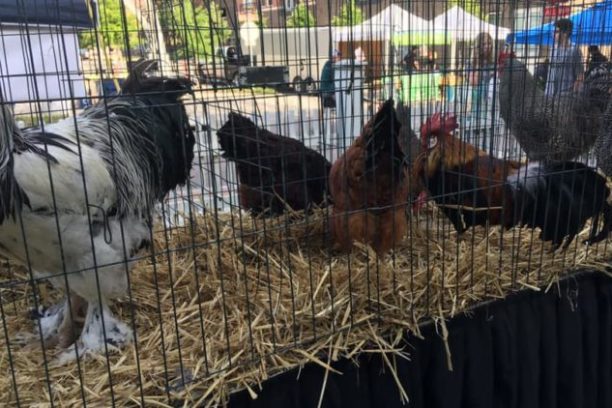 a group of sheep in a cage