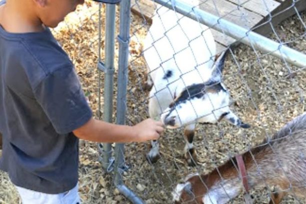 a person petting a sheep in a cage